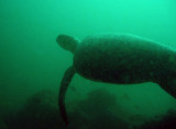 Sea turtle, Western Dimaniyat Islands