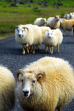 Icelandic sheep