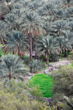 Palm oasis, Balad Sayt