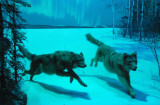 Gray Wolves, Gallery of North American Mammals
