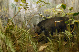 Black Bear, Gallery of North American Mammals