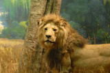 Lion, Gallery of African Mammals