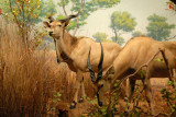 Giant Eland, Gallery of African Mammals