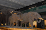 Akeley Hall of African Mammals