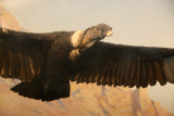 Condor, Birds of the World Gallery