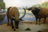 Water buffalo, Gallery of Asian Mammals
