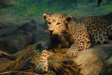 Leopard, Gallery of Asian Mammals