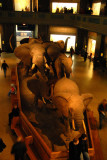 Upper level of the Gallery of African Mammals