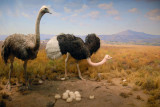 Ostrich, Gallery of African Mammals
