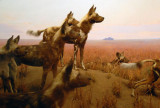 Also known as the Afrian hunting dog, , Gallery of African Mammals