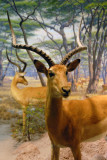 Impala, Gallery of African Mammals