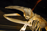 Skeleton of a humpback whale, Hsavk Whale Center