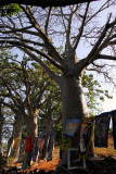 Baobab, le de Gore