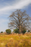 Baobab