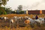 Freight train passing herd of cattle near Tambacounda