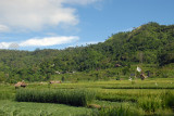 Rice fields around Culik, NE Bali