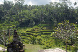 Rice terraces to the north of Ubud, Bali
