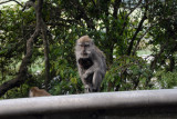 Monkeys line the mountain road from Danau Bratan to Danau Buyan
