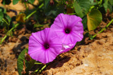 Flowers along the Bani River, Mali