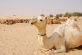 Camel resting, Timbuktu