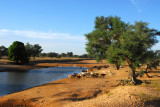 Waterhole along the Bandiagara-Mopti road