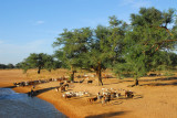 Livestock at the waterhole, Mali