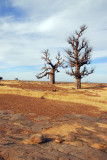 The Two Baobabs