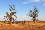 Pause for a nature talk at the Two Baobabs