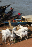 Sheep, Mopti riverfront