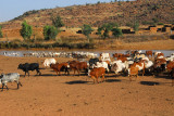 Cattle and sheep herds at a waterhole by a village along N16, Mali