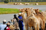 Camels on the Niger River ferry, Korioum, Mali