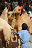 Tuareg trying to control his camels