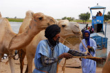 The Tuareg get the last of the camels off the ferry, Korioum, Mali