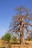 Baobab, Mali