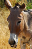 Donkey, Fort de Mdine, Mali