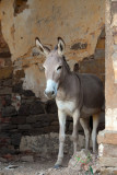 Donkey, Fort de Mdine, Mali