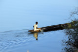 Man paddling a pirogue on the Senegal River, Flou, Mali