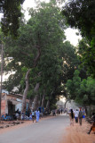 Pleasant tree lined street, Sgou, Mali