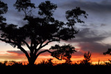 Trees at sunset near Segou, Mali