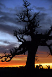 Sunset with tree, Mali