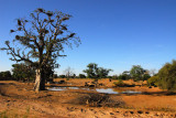 Baobab and waterhole, Mali