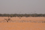 Flocks of birds taking advantage of the seasonal lake, Eastern Mali