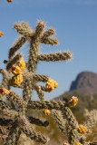 Sonoran Desert, Arizona