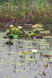 Lilly pad covered pond, Mali