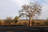 Another freshly burned area, near Slinkgni, Mali
