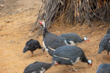 Helmeted Guineafowl (Perlhhner)