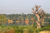 Baobab and the Bafing River, Mali