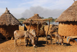 Donkeys, Dilia, Mali