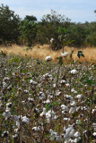 Cotton field, Mali