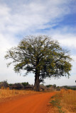 Big tree along the road to Tambaga, Mali